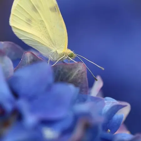 Casas Do Pastor Gæstehus 3*