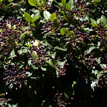 Casas Do Pastor Konukevi