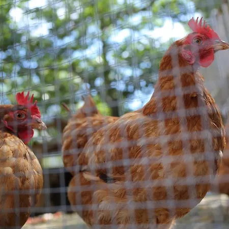 Casas Do Pastor Gæstehus Seia