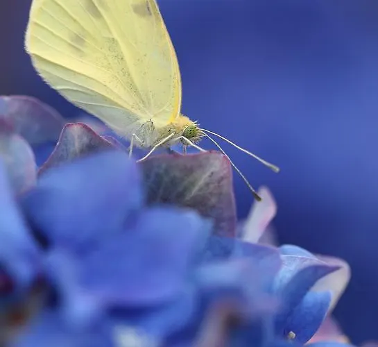 Casas Do Pastor Casa de hóspedes 3*