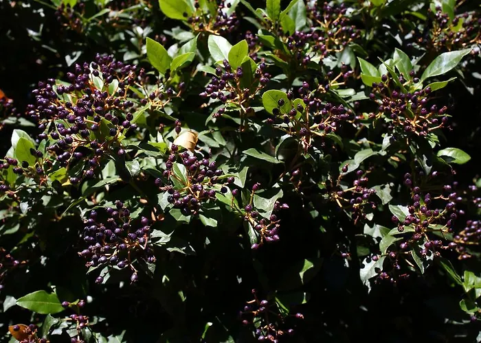Casas Do Pastor Casa de hóspedes