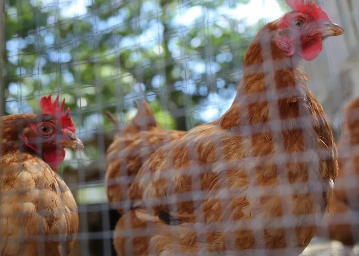 Casas Do Pastor Casa de hóspedes Seia
